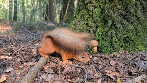 Beautiful wild squirrel in the forest eats nuts Stock Footage 247547976