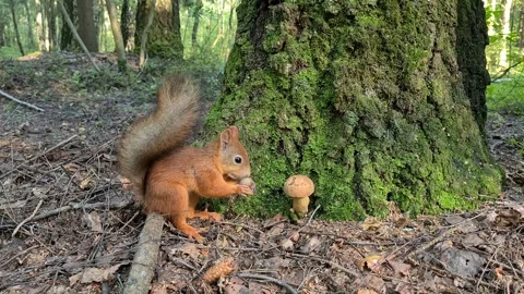 Beautiful wild squirrel in the forest eats nuts Stock Footage 247547979