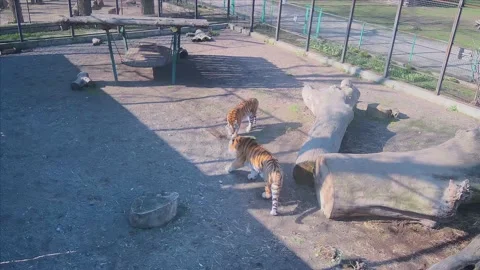 Beautiful wild tigers study the territory Stock Footage 152241369