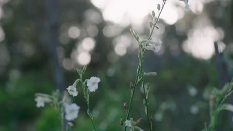 Beautiful Wild White Native Flower, Australia, Victoria, You Yangs Stock Footage 227408940