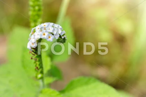 Beautiful wildflower Stock Photos