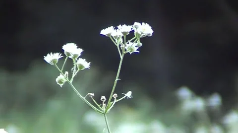 Beautiful wildflowers Stock Footage 67358301