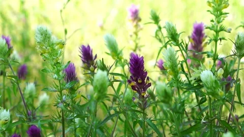 Beautiful wildflowers in the forest. Stock Footage 77026565