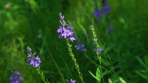 Beautiful wildflowers in the forest. Stock Footage