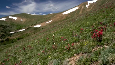 Beautiful Wildflowers in Mountains of Colorado Rockies Version 3 Stock Footage