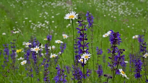 Beautiful wildflowers at springtime close up Stock Footage 275572185