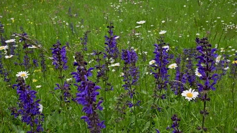 Beautiful wildflowers at springtime Stock Footage 275572184
