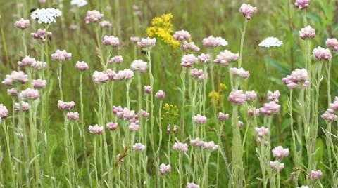 Beautiful wildflowers in a wind  Stock Footage 67553087