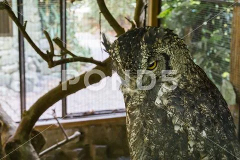 Beautiful wildlife bird portrait of a eurasian eagle owl in closeup Stock Photos