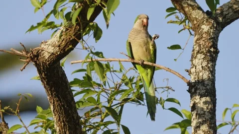 Beautiful wildlife composition capturing an elegant monk parakeet, 스톡 동영상 166079610
