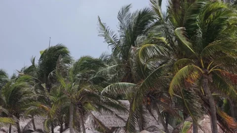 Beautiful will jungle of Yucatan. Vidéo 158058024
