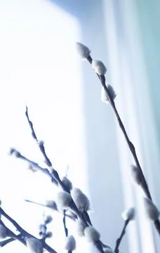 Beautiful willow branches at Easter in spring. Against the background of the  Stock Photos