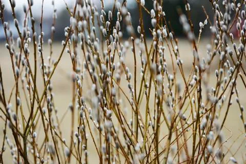 Beautiful willow branches in the spring Stock Photos