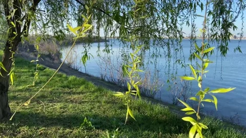 Beautiful willow in the spring over the blue lake. Stock Footage 237183547