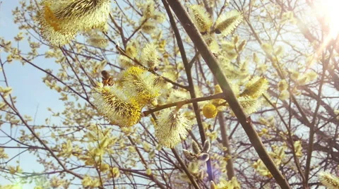 Beautiful Willow in Sunny Spring. Bees and Pollen. HD 1080. Stock-Footage 49618975