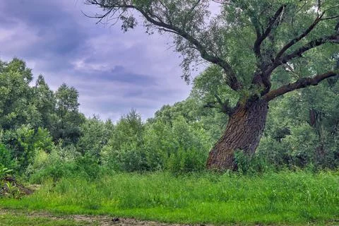 Beautiful willow tree against a dramatic sky. The trunk of a large willow. Stock Photos
