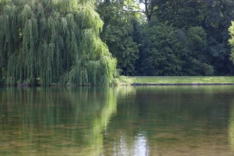 Beautiful willow tree reflected in water of lake with copy space Stock Photos