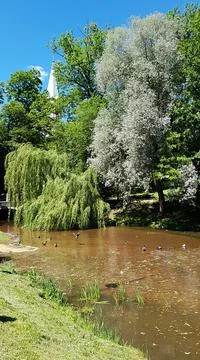 Beautiful willow trees with branches drooping to the surface of the water res Foto stock