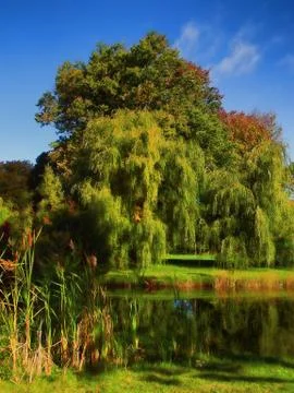 Beautiful willow trees Stock Photos