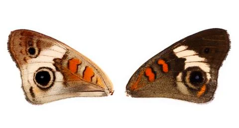 Beautiful wings Stock Photos