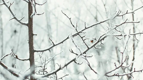 Beautiful winter background, closeup view of snowy winter trees, 4K realtime Stock Footage 66189479