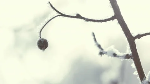 Beautiful winter background, closeup view of snowy winter trees, 4K realtime Stock Footage 68812454