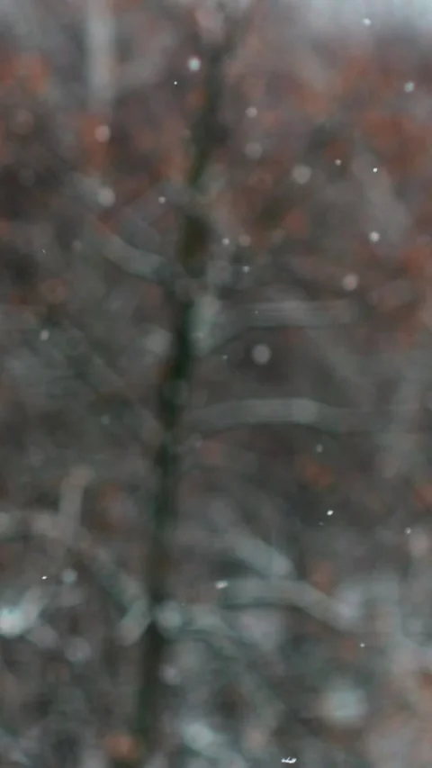 Beautiful winter background with falling first snow Stock Footage 297357064