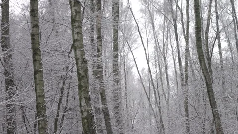 Beautiful winter birches in forest 4K. Calm scene. Stock Footage 254109946