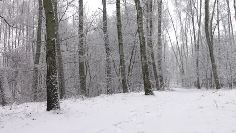 Beautiful winter birches in forest 4K. Calm scene. 스톡 동영상 254110153