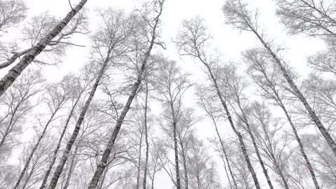 Beautiful winter birches in forest 4K. Calm scene. Stock Footage 254111408