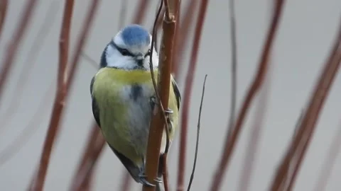 Beautiful winter bird Stock Footage 218514506