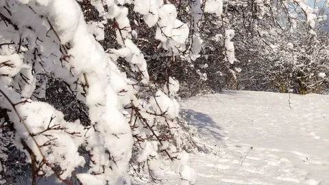 Beautiful winter, branches covered with snow Stock Footage 71483367