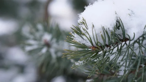 Beautiful winter closeup, pine branch under snow, flakes fly around 스톡 동영상 85510427