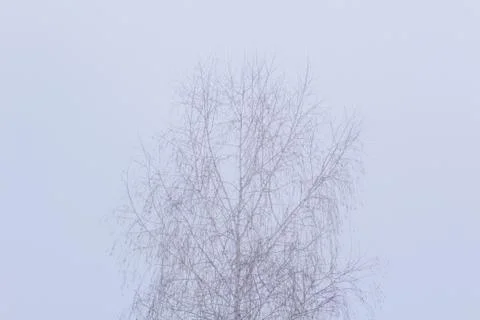 Beautiful winter composition. Stock Photos