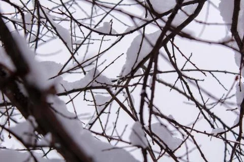 Beautiful winter composition. Foto stock