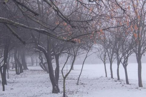 Beautiful winter composition. Stock Photos