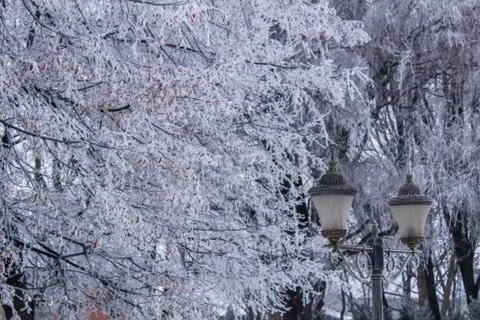 Beautiful winter composition. Stock Photos