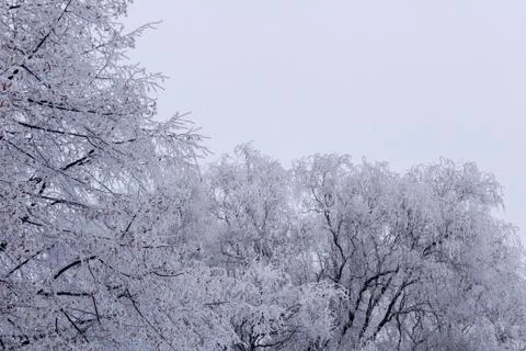 Beautiful winter composition. Stock Photos