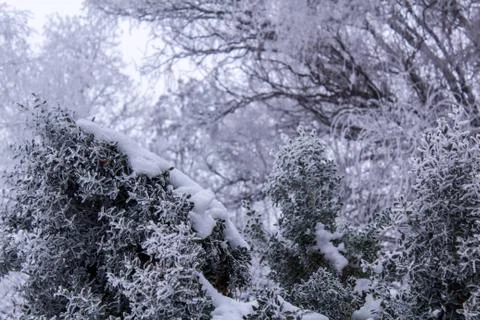 Beautiful winter composition. Stock Photos