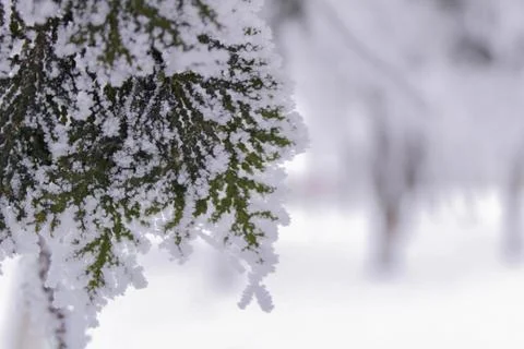 Beautiful winter composition. Stock Photos