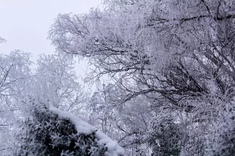 Beautiful winter composition. Stock Photos