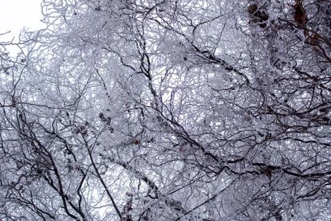 Beautiful winter composition. Stock Photos