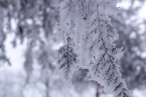 Beautiful winter composition. Stock Photos