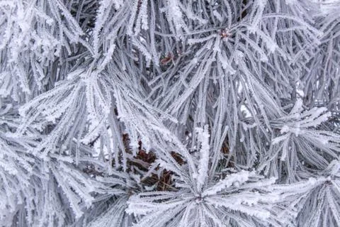 Beautiful winter composition. Stock Photos