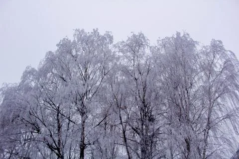 Beautiful winter composition. Stock Photos