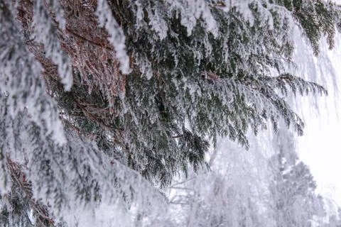 Beautiful winter composition. Stock Photos