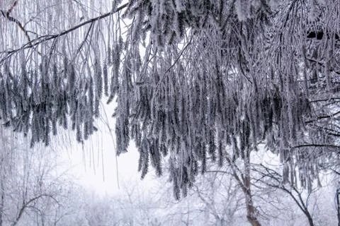 Beautiful winter composition. Stock Photos