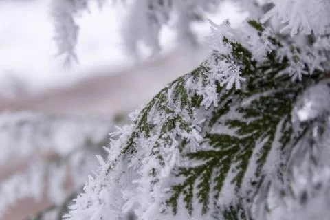 Beautiful winter composition. Stock Photos