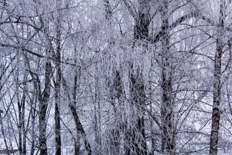 Beautiful winter composition. Stock Photos