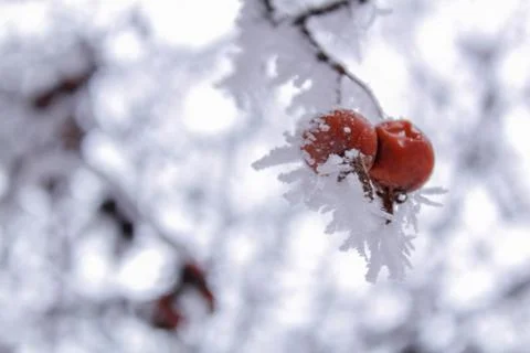 Beautiful winter composition. Stock Photos